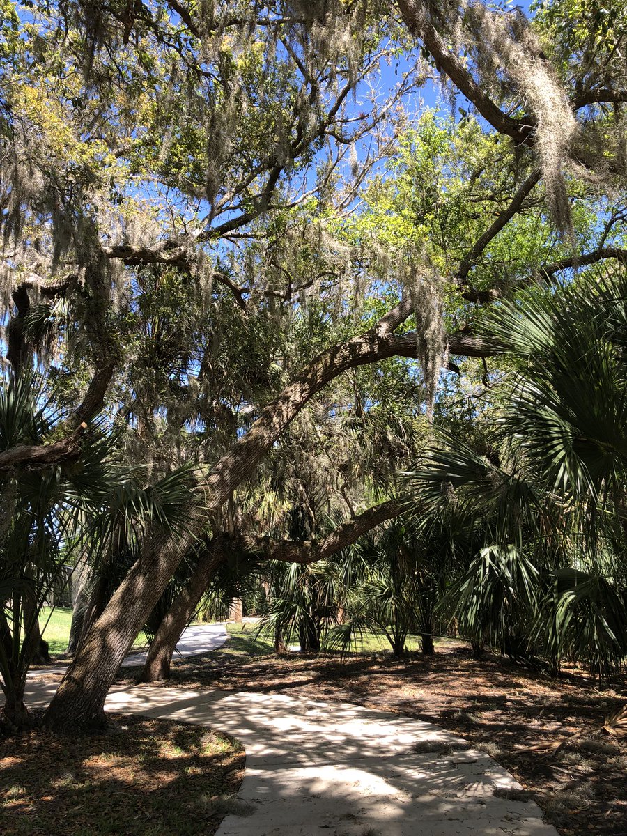 JaniceTNBCmets's tweet photo. Brilliant blue, cloudless skies & 64ยฐ, a perfect day for a walk in nature. Grateful to be alive & living life fully. ๐
#ILoveWhereILive #Grateful #NothingAboutCancerHere
#SpringInFlorida
๐ถ #ICanSeeClearlyNowTheRainIsGone ๐ถ
#SunshineInMySoul
#ForeverSummer
#LifeInNature https://t.co/ZeHKOvZw3b