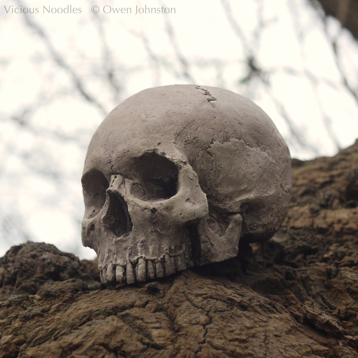 ViciousNoodles's tweet photo. Quality #handmade human #skull replicas, international shipping from UK. Including #candle holders, brush holders and planters. https://t.co/kkYwzzRYlC #goth #horror #fossil #gothic #crâne #schedel https://t.co/UJ5F7RKuuG