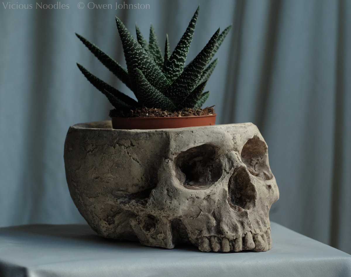 ViciousNoodles's tweet photo. Quality #handmade human #skull replicas, international shipping from UK. Including #candle holders, brush holders and planters. https://t.co/kkYwzzRYlC #goth #horror #fossil #gothic #crâne #schedel https://t.co/UJ5F7RKuuG