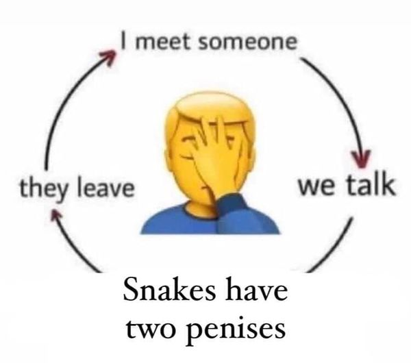 Ron Kichurchak Jr 🐍 🕷️🦂🐢🦎🐸🦐🐌🦞🐛🐞 tweet media