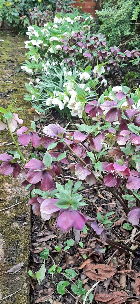jpmoseley's tweet photo. Hellebore's are taking over!

#inmygardentoday #helleboresofinstagram #helleborusorientalis #hellebore #derbyshiregarden #flowertalk #JonathanMoseley https://t.co/rdWwP33ndW