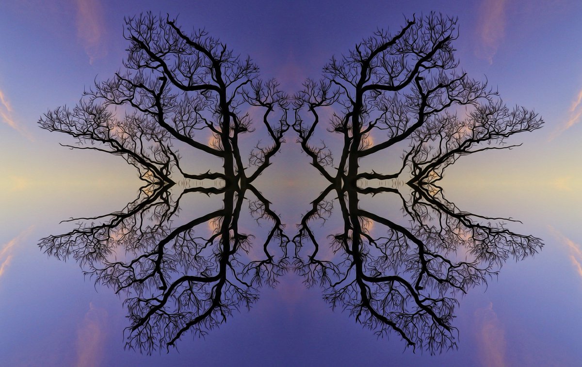 #symmetrysunday @ThePhotoHour #tree #photoart