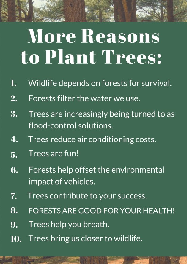 OlumideIDOWU's tweet photo. More reasons to plant trees 🌱 https://t.co/Xz6DfQWqEZ