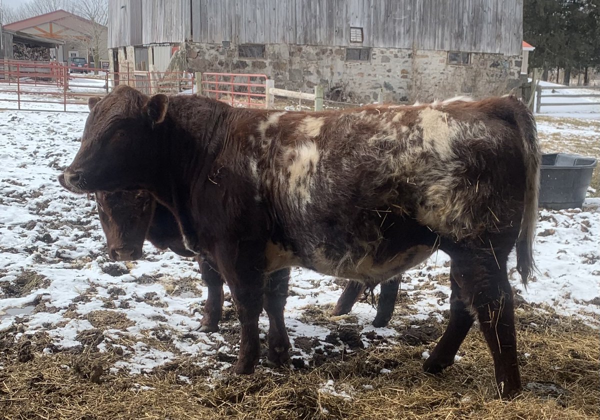 We have a really nice set of yearling bulls available for spring breeding.