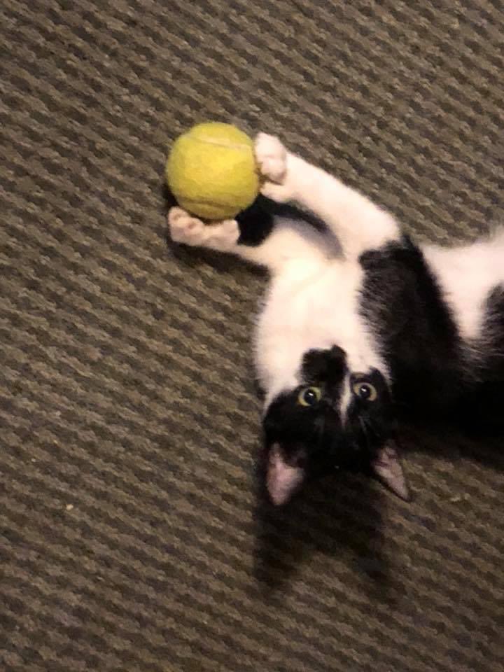 BeingFrankle's tweet photo. HugsBunny when she was a baby. #cats #CatsOfTwitter #blackandwhitecats #catsplaying #catsplayingball #catthumbs #thumbs #polycats #polydactyly #polydactylycats https://t.co/bcjodvOJrg