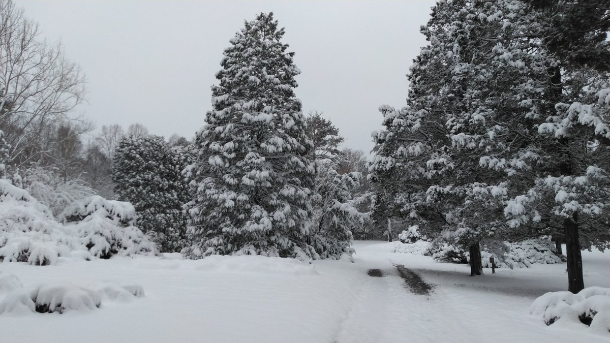 Winter Wonderland yesterday at the UT Arboretum - 6.25' of snow in all