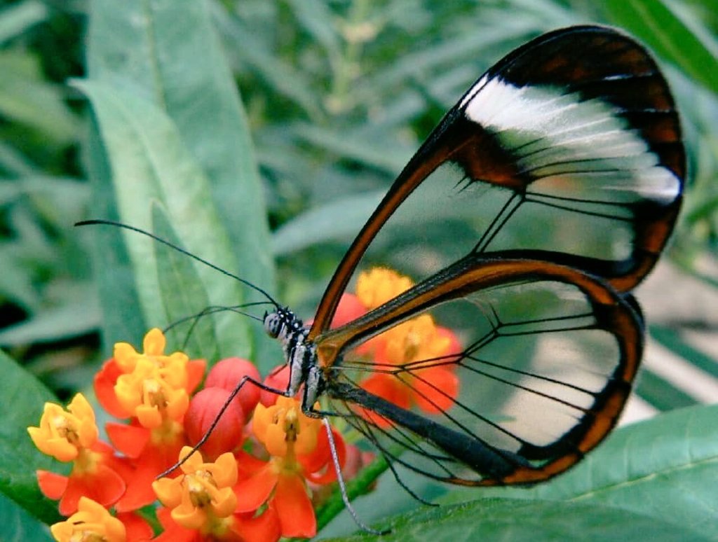 digital_trav's tweet photo. #Flybylight If nanoscales can process light and change the appearance of a species with if that ability could be modeled on physical devices? That its my approach with the Blue Morpho, Black Butterfly and the clear wing species. https://t.co/x8AqXItvQx