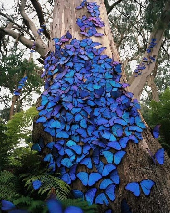 digital_trav's tweet photo. #Flybylight If nanoscales can process light and change the appearance of a species with if that ability could be modeled on physical devices? That its my approach with the Blue Morpho, Black Butterfly and the clear wing species. https://t.co/x8AqXItvQx