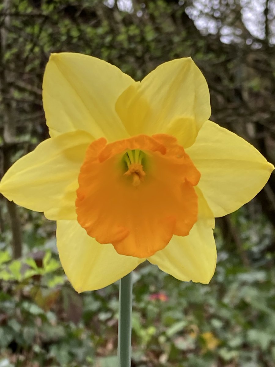 Spring has sprung at the Kingsfield Orchard. If anyone is interested in helping out one Sunday or Thursday a month let me know and I’ll get you added to the email list of volunteers. Thanks 🧤