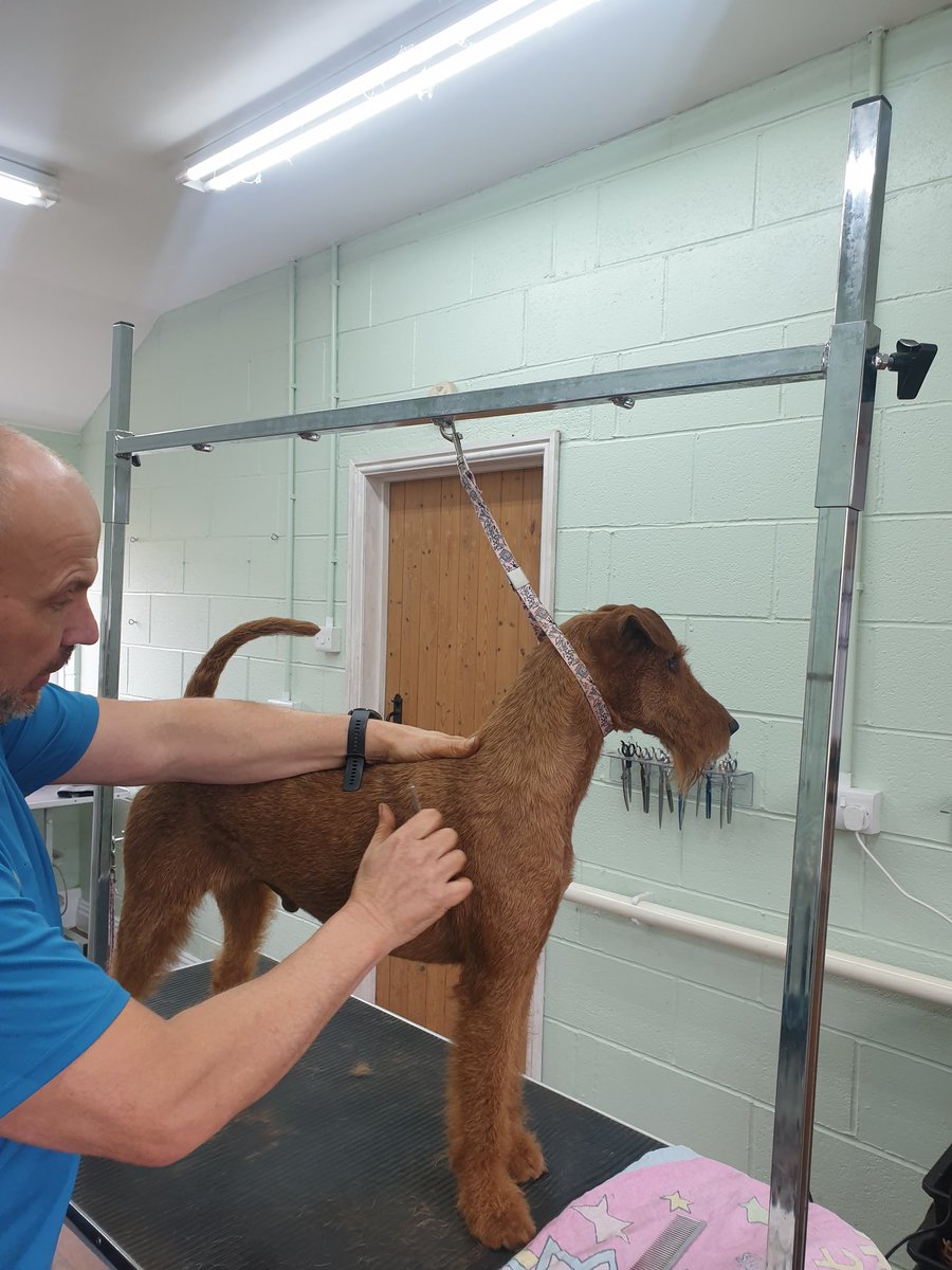 Getting ready 👍🍀 #donnietowin #crufts2022 #theluckoftheirish
