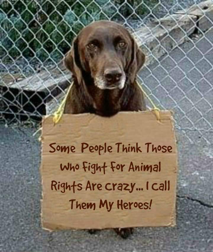 prem2hrt's tweet photo. @NFTs4Animals https://t.co/VSAceMYsZY
