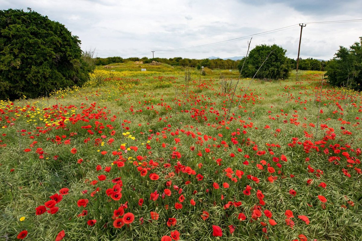 Blueyonetwo's tweet photo. And some colour from Photographer Pavlos Nacouzi/ I assume this is near #Kormakitis as well/ Like all the other black and white shots/ Fotografcidan renkli bir fotograf/ Bu da yanilmiyorsam #Kormacit yakinlarinda/ #Cyprus https://t.co/xtXummbUOm