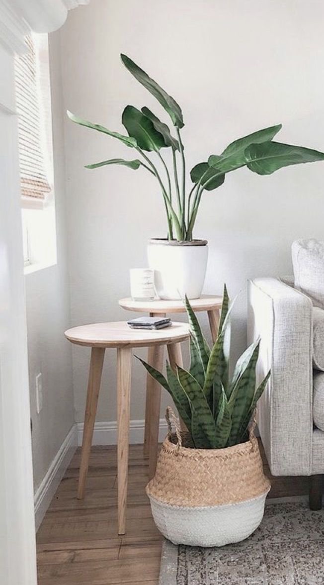 نصائح عند اختيار النباتات المنزلية :

🔸المكان الي راح نضع فيه النبات وطبيعة الجو بداخلة (رطوبة - حرا...