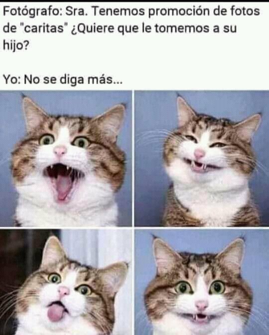 ¿Tienes fotos de tus gatos haciendo "caritas"? 🐱