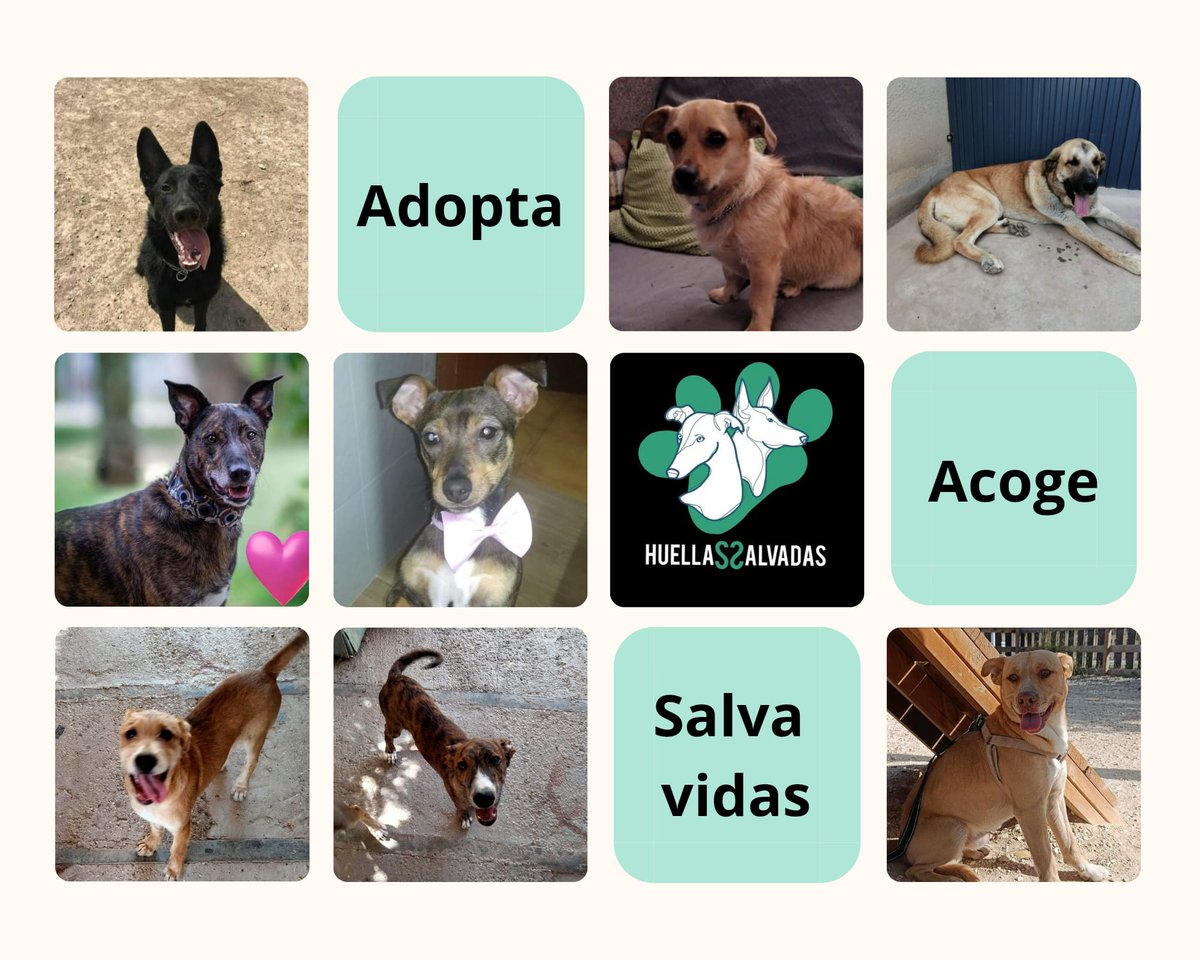 huellassalvadas's tweet photo. Estos son nuestros Huelleritos, que buscan hogar:
❤️Están los más jovencitos, #CHLOE y los hermanitos #MELÓN y #PLÁTANO.
❤️#BROWNIE, de tamaño pequeño y adorable
❤️Nuestro grandullón #ROLO.
❤️#GROOT y sus ganas de ver el mundo.
❤️#ARGOS, que no puede ser más bonachón. https://t.co/oIl5GIRE76