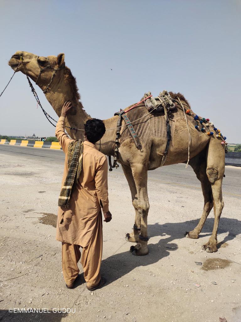 junejo_gr's tweet photo. Camel art. Man said that he did this art on camel's hairs with scissor 
Copy&amp;crdt : @emnpk https://t.co/1tjtKNlvr8