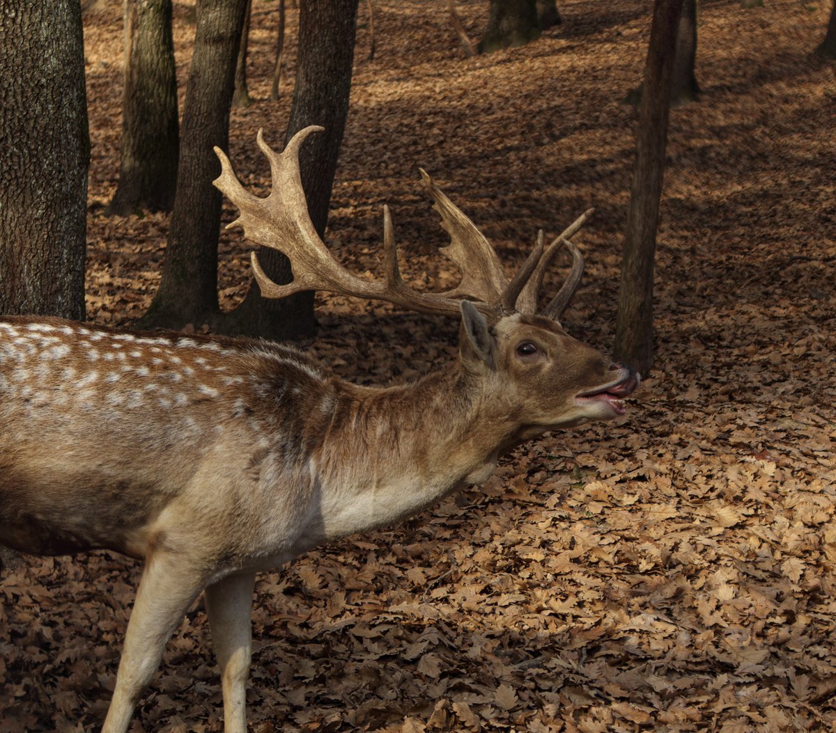 naratoras's tweet photo. Ormanya/Kocaeli/Türkiye
14.11.2021

#photography #photographer #photograph #photo #Fotografie #Fotograf #Foto #Fotos #fotoğrafçılık #fotoğrafçı #fotoğraf #spectures #deer #Hirsch #geyik #Tier #hayvan #animal #portait #portre #Ormanya #Kocaeli #Türkiye #Lightroom #Luminar #Twitter https://t.co/AoZc5fe9ka