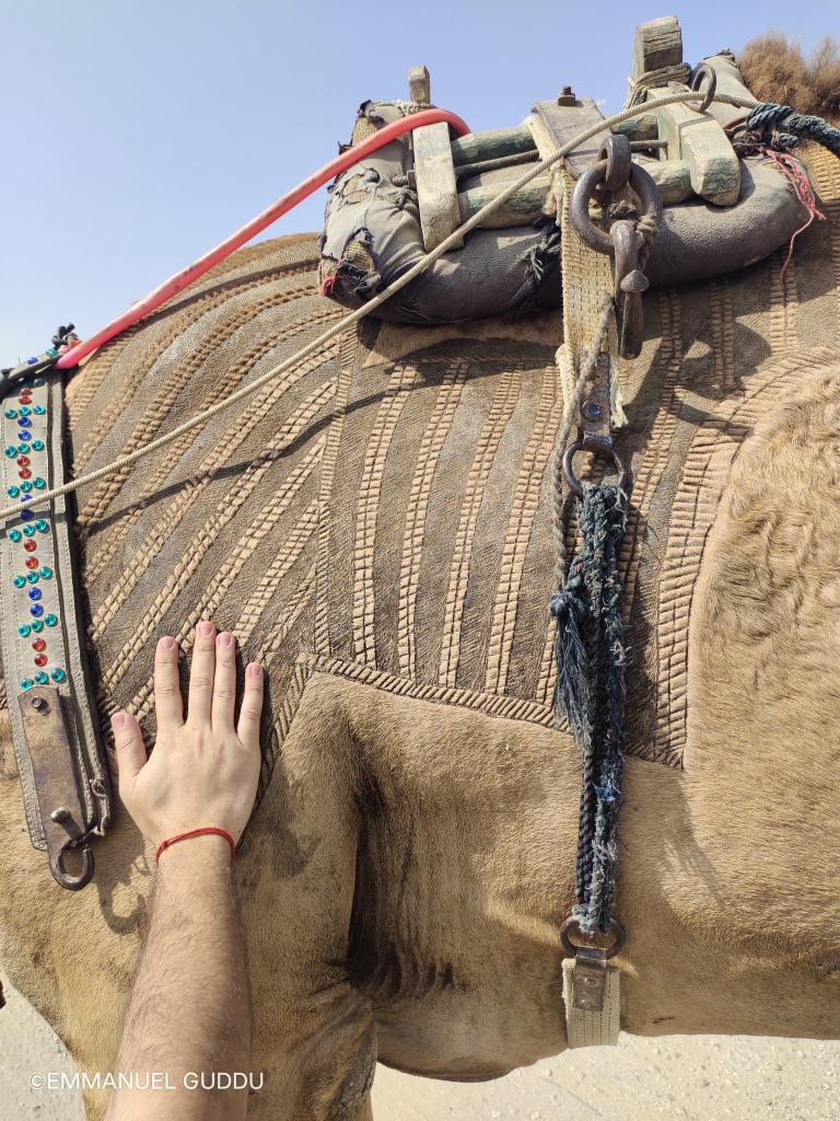 junejo_gr's tweet photo. Camel art. Man said that he did this art on camel's hairs with scissor 
Copy&amp;crdt : @emnpk https://t.co/1tjtKNlvr8