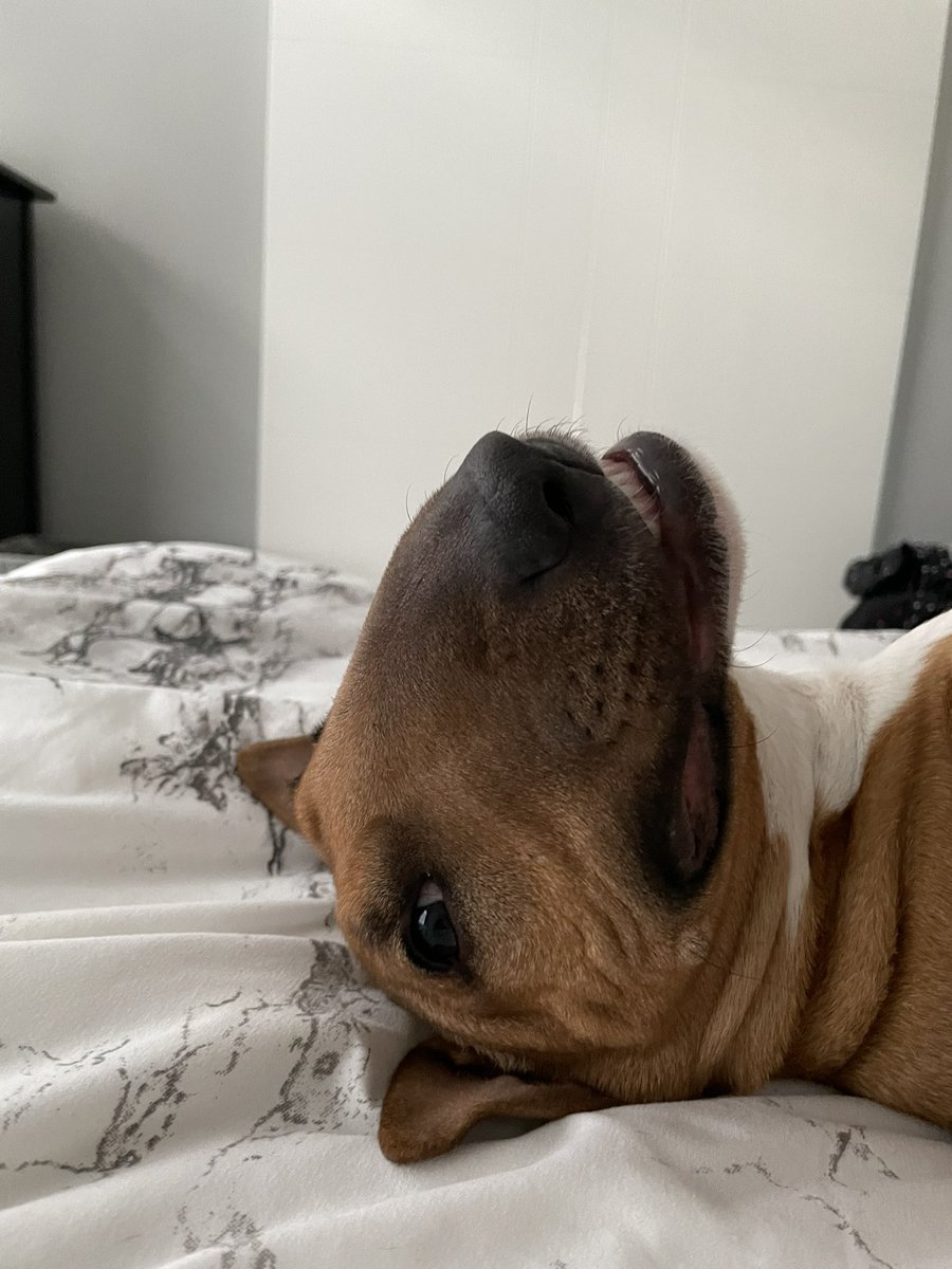 AugustusTheMini tweet media