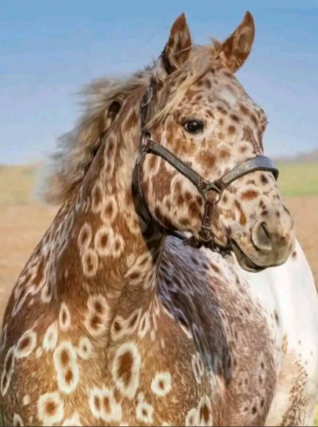 GodCreated_'s tweet photo. Appaloosa Horse
#Creation #Horses #Genesis1 #Inthebeginning #God https://t.co/WqnGTVrLZH