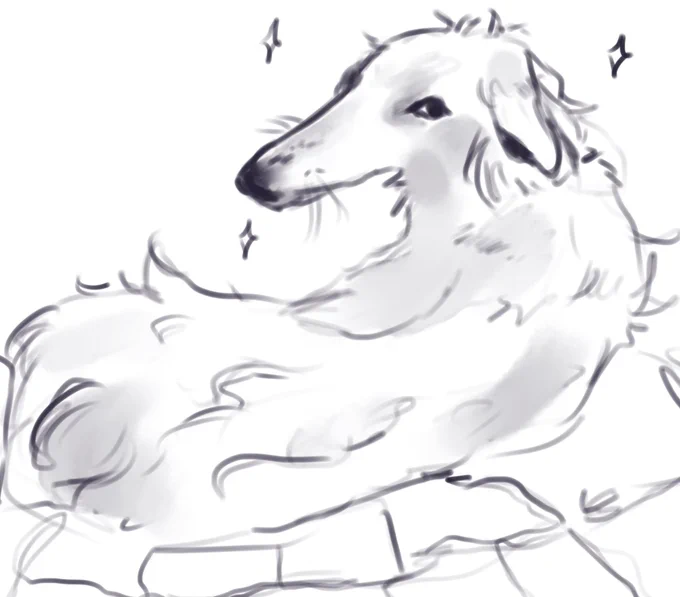 borzoi 
