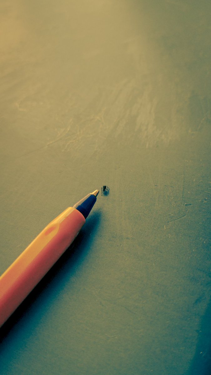 myleswasahero's tweet image. The tiniest jumping spider.
#manspider