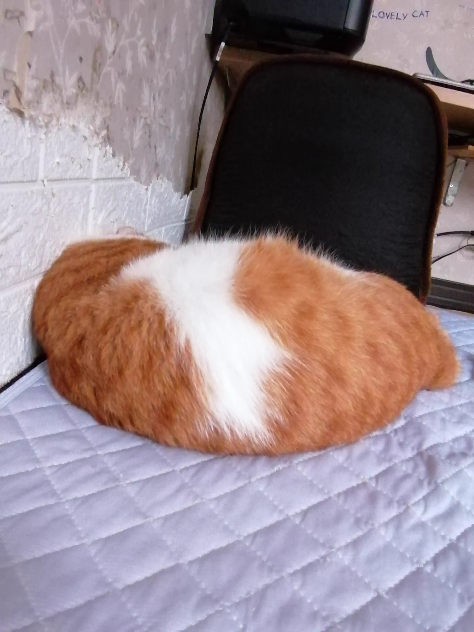 @kamatamiwa 猫も結構丸くなるんです。
頑張って生きてください。😇 