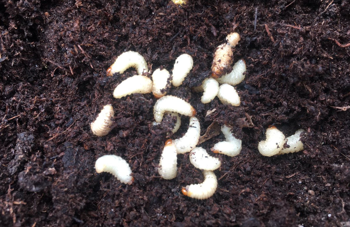 Hugh_Cassidy's tweet photo. Repotting some plants this morning and came across these #VineWeevil ! Did a #HughTube video on them and some of our preventative measures …🌼🐛🌱🌿
Watch here:
👉🏼 https://t.co/CAGZ4xIc8v👈🏼
. https://t.co/awIrkgcxzI