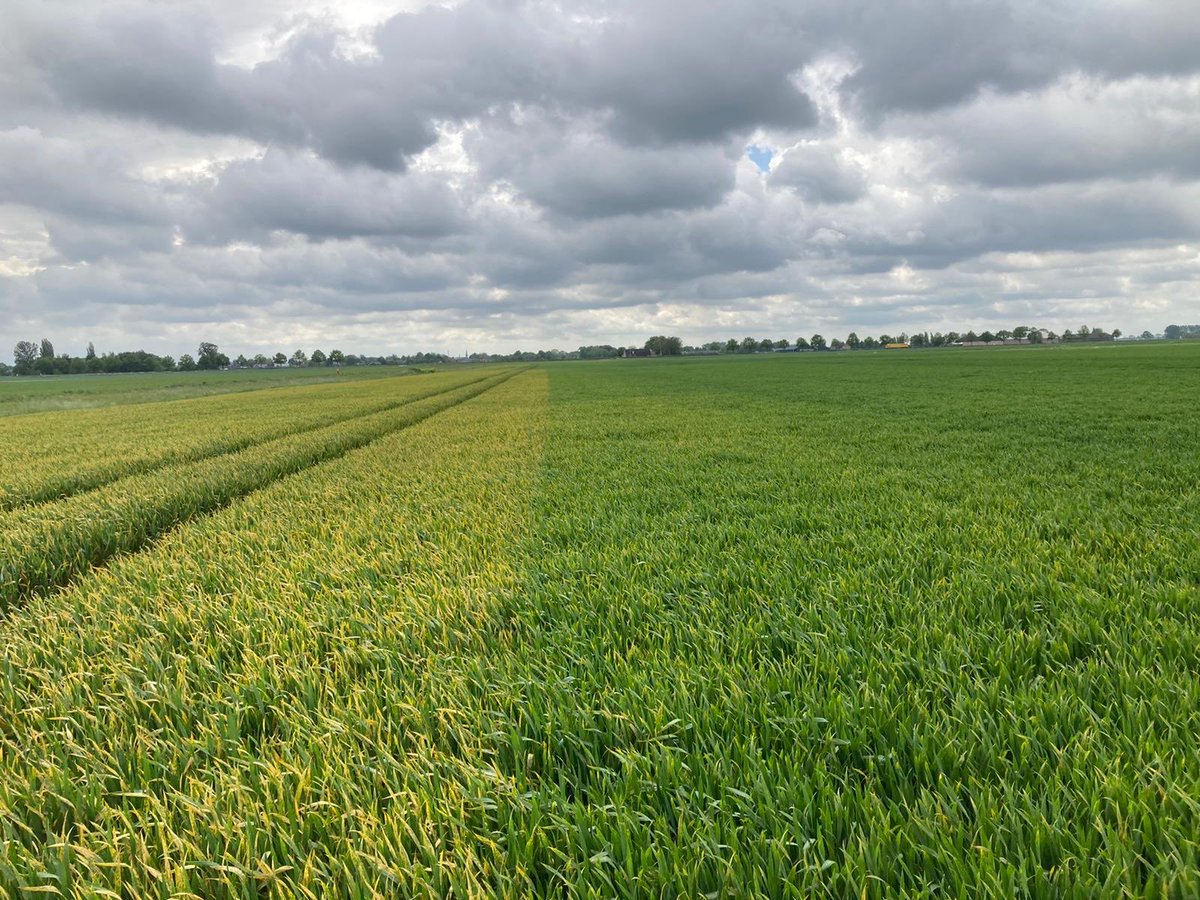 Over het nut van een T0 bespuiting tegen gele roest….