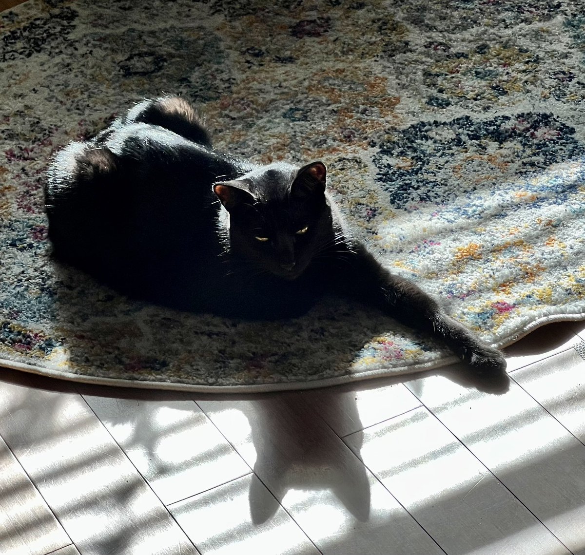 bobbydevito's tweet photo. Kai Kitty starring in 🎥  THE BATMAN PART MEAUX #blackcats #CatsOfTwitter @thechrisbarron @CatsProtection @TheBatman #batman #batkitty https://t.co/AiW8PQfCZe