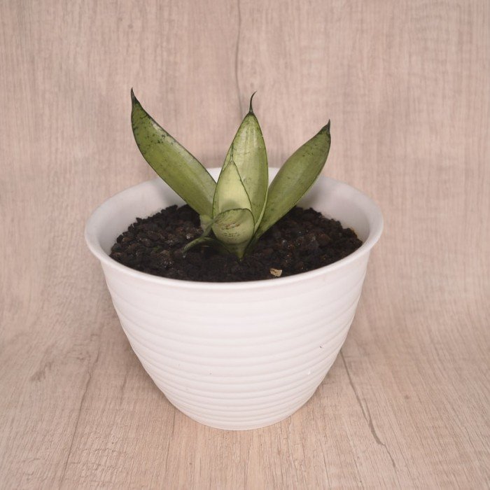 ManfaatTaman's tweet photo. Coba cek ini, deh: "Tanaman Hias Sansevieria Trifasciata Hahnii Silver Marginata" Rp25.000 di toko Taman Manfaat Tokopedia. Bisa bebas ongkir, lho.
https://t.co/5kx237DqKi https://t.co/d8QcN7661n