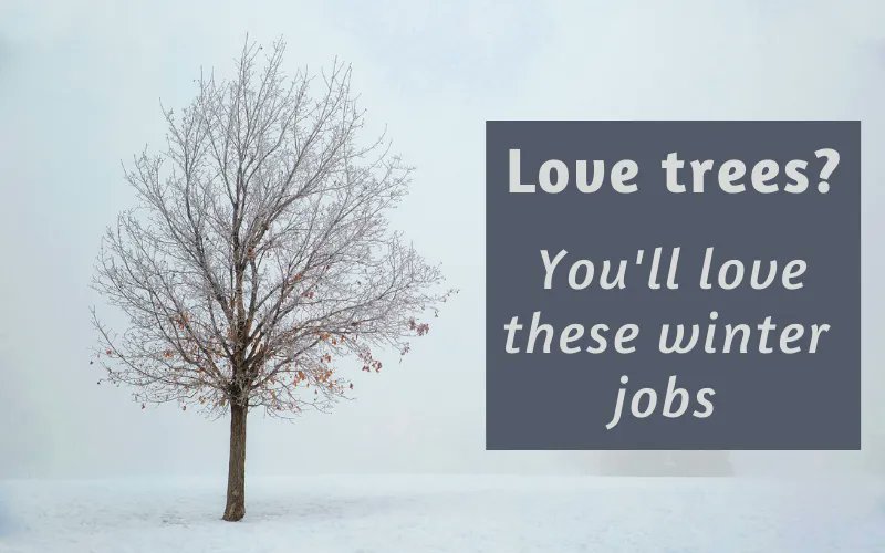 BrackendaleTC's tweet image. Interested in trees all year round? Check out our great blogs for information and inspiration! #treeblog #trees #wintertrees #treeinformation #treesurgery #arborist buff.ly/3vTUzsW