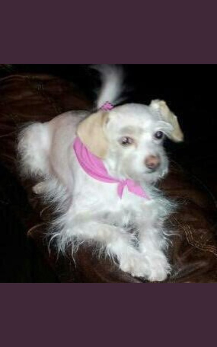 jusmema's tweet photo. My sweet Lil Gracie went Over the Rainbow Bridge this morning. @SNUGGLELICIOUS @3phibotticelli 😥 https://t.co/f86PV6zsD8