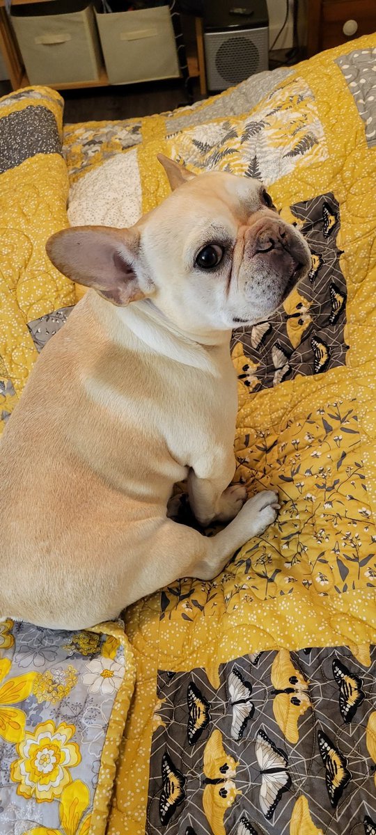 MiaVossOnTheGo's tweet photo. . @GidgetFrenchie modeling the new quilt from her granny. 
#doomscrollAntidote https://t.co/YeYUOamSZb