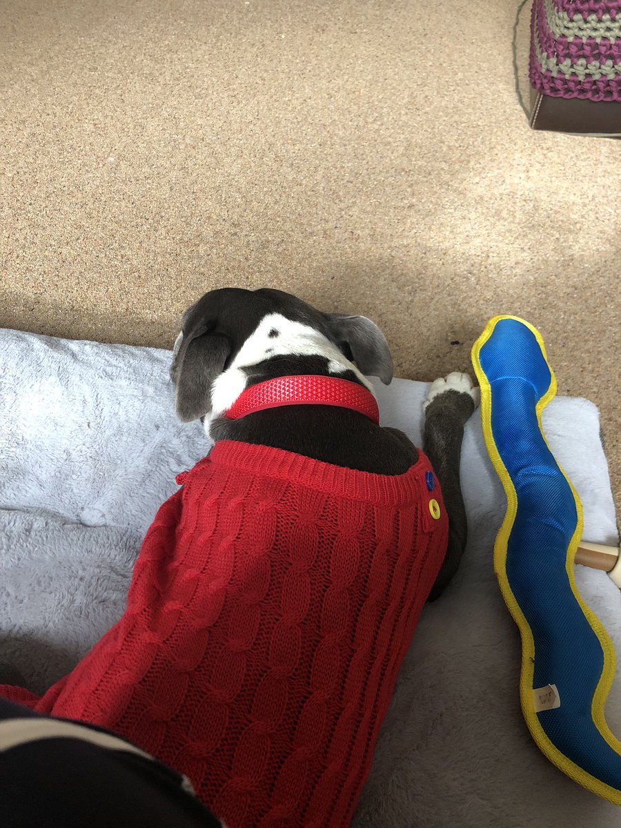 Emma Dickinson (@emmacarers) on Twitter photo Massive shout out to all the staff at Wadsley Bridge <a href="/PetsatHome/">Pets at Home</a> We have been 3 times since our rescue came home, staff are brilliant 🥰🥰🐶🐶 Massive shout out to all the staff at Wadsley Bridge <a href="/PetsatHome/">Pets at Home</a> We have been 3 times since our rescue came home, staff are brilliant 🥰🥰🐶🐶