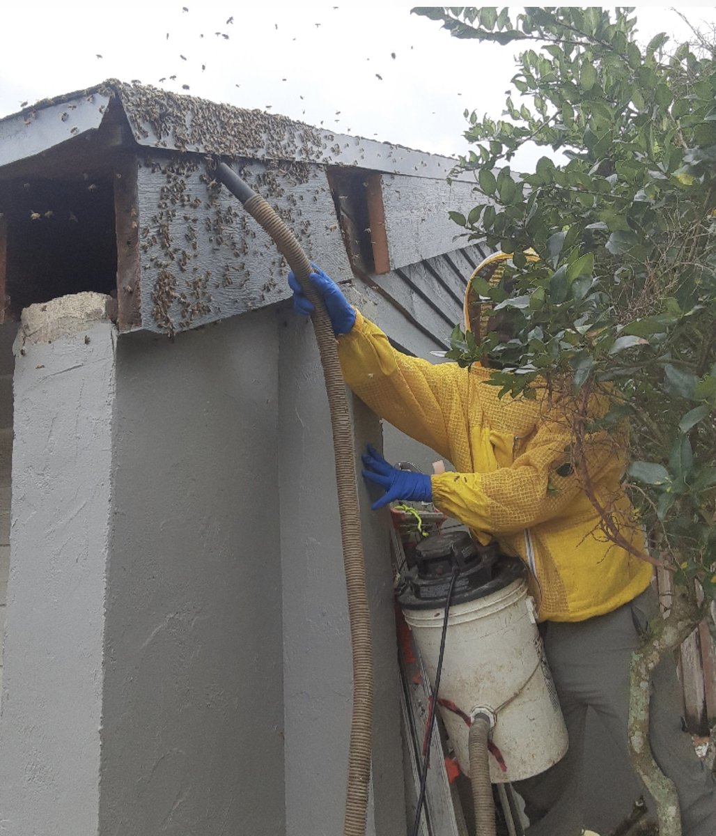 orlandobeeguy's tweet photo. Another soffit, another removal... 🙄🤣🤣 
The guys did great in clearing this one out! Another removal in the bag 👍🏻 or should we say bee cage 🐝 🤣 
#beeremoval #beerescue https://t.co/r24p1D5YOP