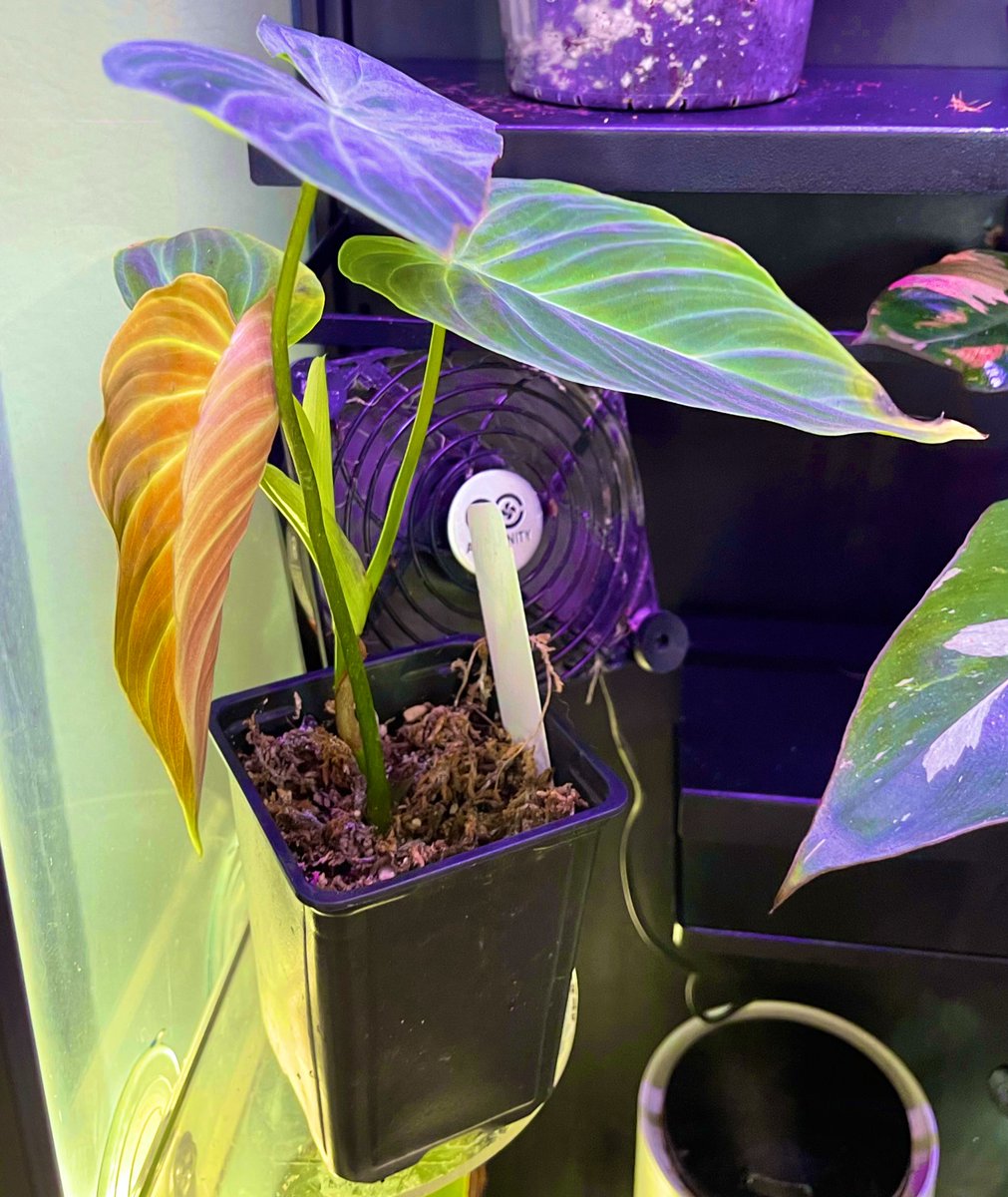 Bitanical_Grdns's tweet photo. A new leaf is like nature’s minting. Be on the look out for our drop date to be announced soon. #nft #NFTcollection #NFTshill #ETH #nftwomen #nfts https://t.co/6qdpGea7rV