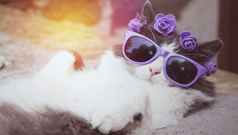 KittenKPod's tweet photo. Update on #cat #podcast schedule --> https://t.co/wxT1EhT5qr https://t.co/k14SjHgPuM