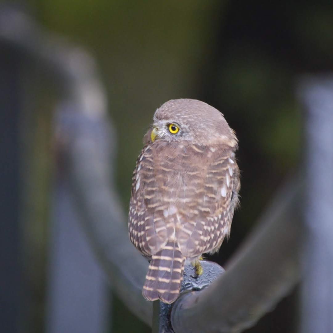 heart_podcast's tweet photo. A few years ago I watched a couple check out some prime real estate in the woods. But the lady didn't approve and they moved on. :( π¦π¦ #collaredowlets #sundayvibes #wildlife #NaturePhotography #owls #birdsoflandour #birdsofuttarakhand #birds #IndiAves #TwitterNatureCommunity https://t.co/8Y65ctU5wt