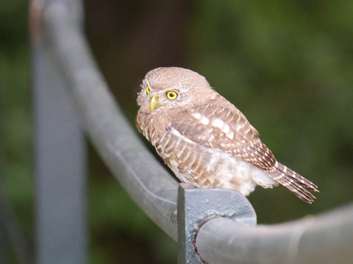 heart_podcast's tweet photo. A few years ago I watched a couple check out some prime real estate in the woods. But the lady didn't approve and they moved on. :( π¦π¦ #collaredowlets #sundayvibes #wildlife #NaturePhotography #owls #birdsoflandour #birdsofuttarakhand #birds #IndiAves #TwitterNatureCommunity https://t.co/8Y65ctU5wt