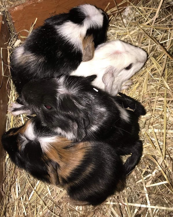 Cantref's tweet photo. We have been waiting for these guys to make an appearance for a while now! Cute baby Guinea Pigs ๐
#guineapigs #guineapigsoftwitter #babyguineapigs #farmpark #breconbeacons #visitafarm https://t.co/Cj5tfbQocq