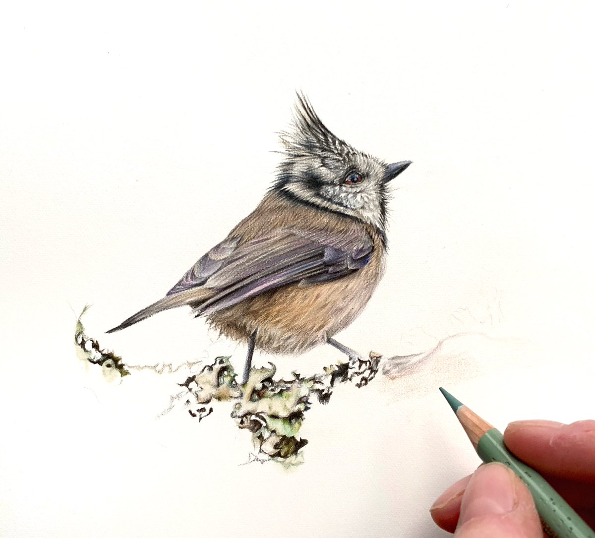Hoping to finish this little crested tit off soon…lichen takes aaages 😩

#art #ArtistOnTwitter #crestedtit #birds