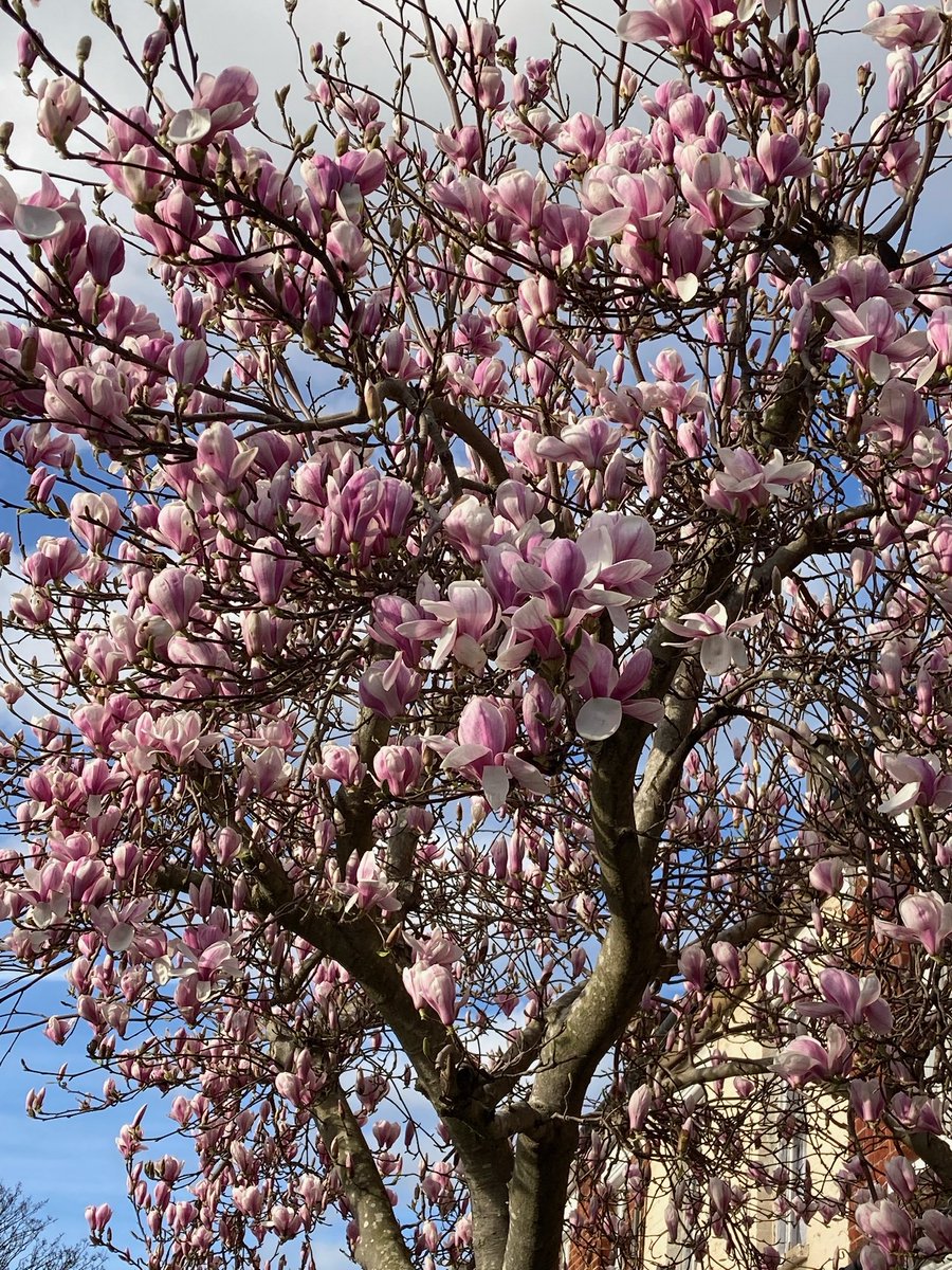 Looking forward to my Twitter feed being flooded with magnolia pics. Here's one from the tree just down the road from me.