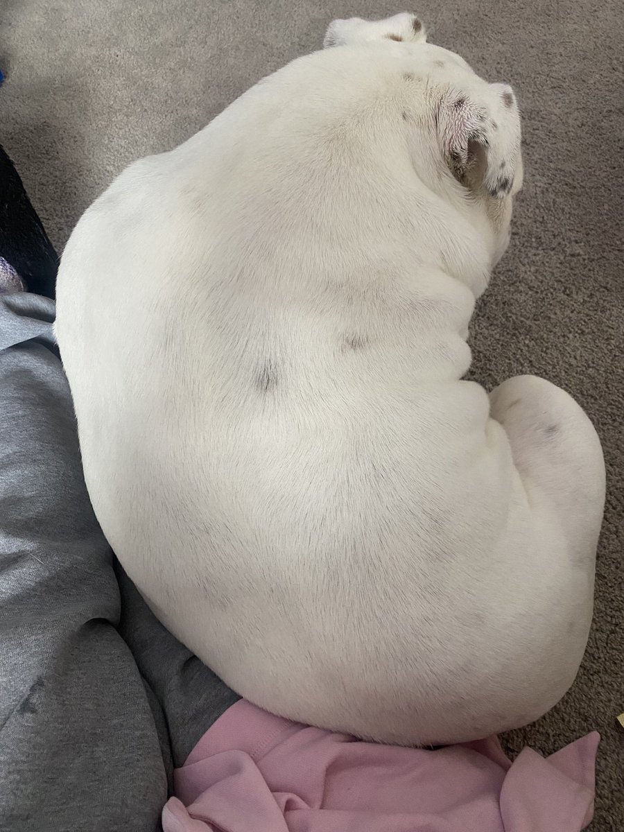ebucher1204's tweet photo. She kind of looks like a manatee, am I right? #rollsfordays https://t.co/xQ0F4BU8Hx
