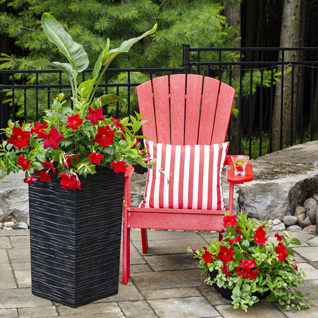 RioDipladenia's tweet photo. Relax… it’s Rio! #dipladenia #easygardens https://t.co/NQbFPN5lI4