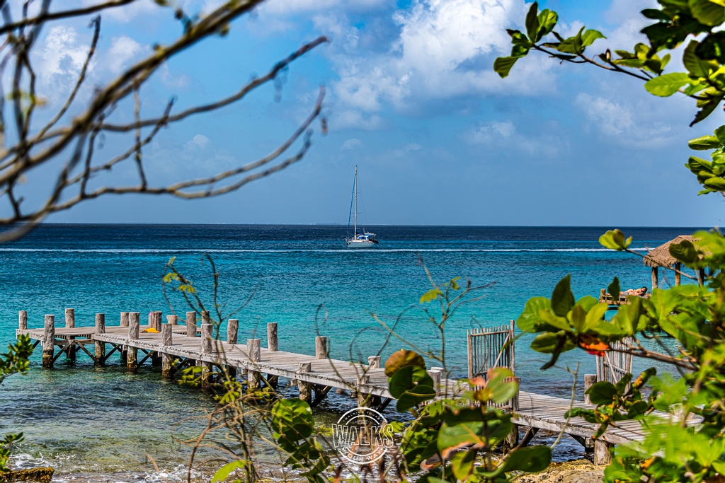 WalksYourWay's tweet photo. This tropical island view is courtesy of Cozumel, Mexico!

Follow us for a new picture of beautiful places daily!

Visit https://t.co/wCJKvyHtPW to see all of the beautiful images available for sale!

#WalksYourWay
#travel
#pics4sale
#paradise
#cozuel
#mexico https://t.co/6IvNDzRhIp