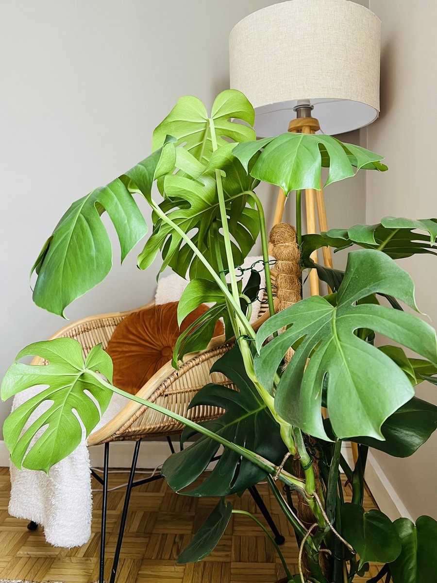 KawtherJarray's tweet image. السعادة في صورة☘️

Plantlovers who wants to share his latest plant pic 👇👇 in the comments below 😍

#mycorner #monstera #plants #decoration #sunday