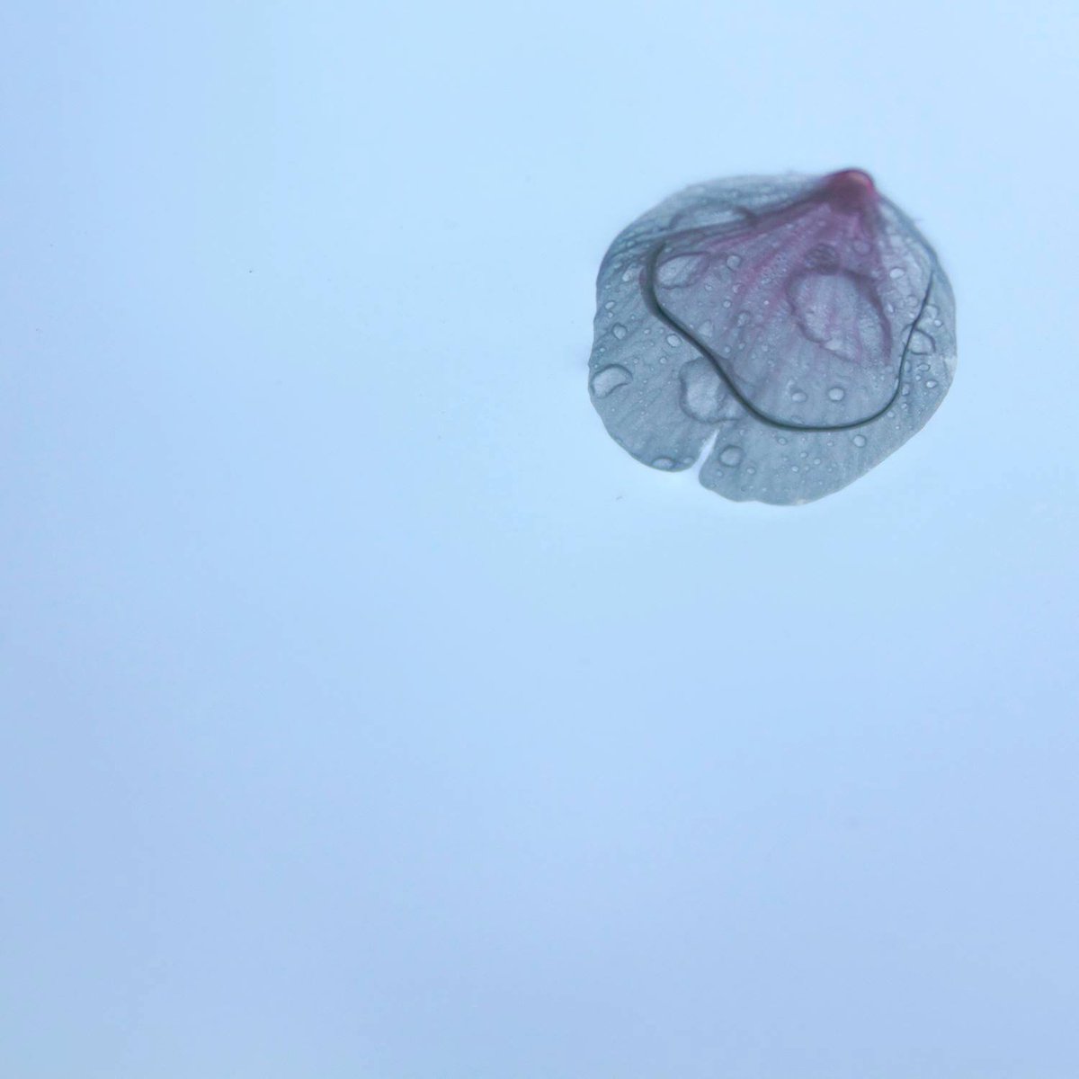 MomokaPhotos's tweet photo. 最期のひとときでも
美しいまま散る

雨でフロントガラスに
張り付いてしまった桜の花びら

こんな姿でも
どこか美しいのが桜かな

#桜
#キリトリセカイ
#ファインダー越しの私の世界
#写真好きな人と繋がりたい https://t.co/HO9NNtPool