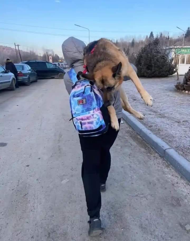siviaromera1's tweet photo. 17 km caminando con su perro anciano sobre los hombros hasta la frontera polaca.
Recuerden esta imagen cuando alguien diga que el perro es demasiado viejo y quiere "deshacerse de él" que el perro ha crecido, que el gato causa alergias, que se mudara y no puede llevarselo... https://t.co/3ogajyIAz8