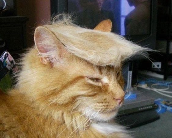 ADRauh_1964's tweet photo. Just for laughs: Does this remind you of someone โ ๐คฃ๐๐คฃ๐
#laughteristhebestmedicine #dontturnback https://t.co/UxDlXibADe